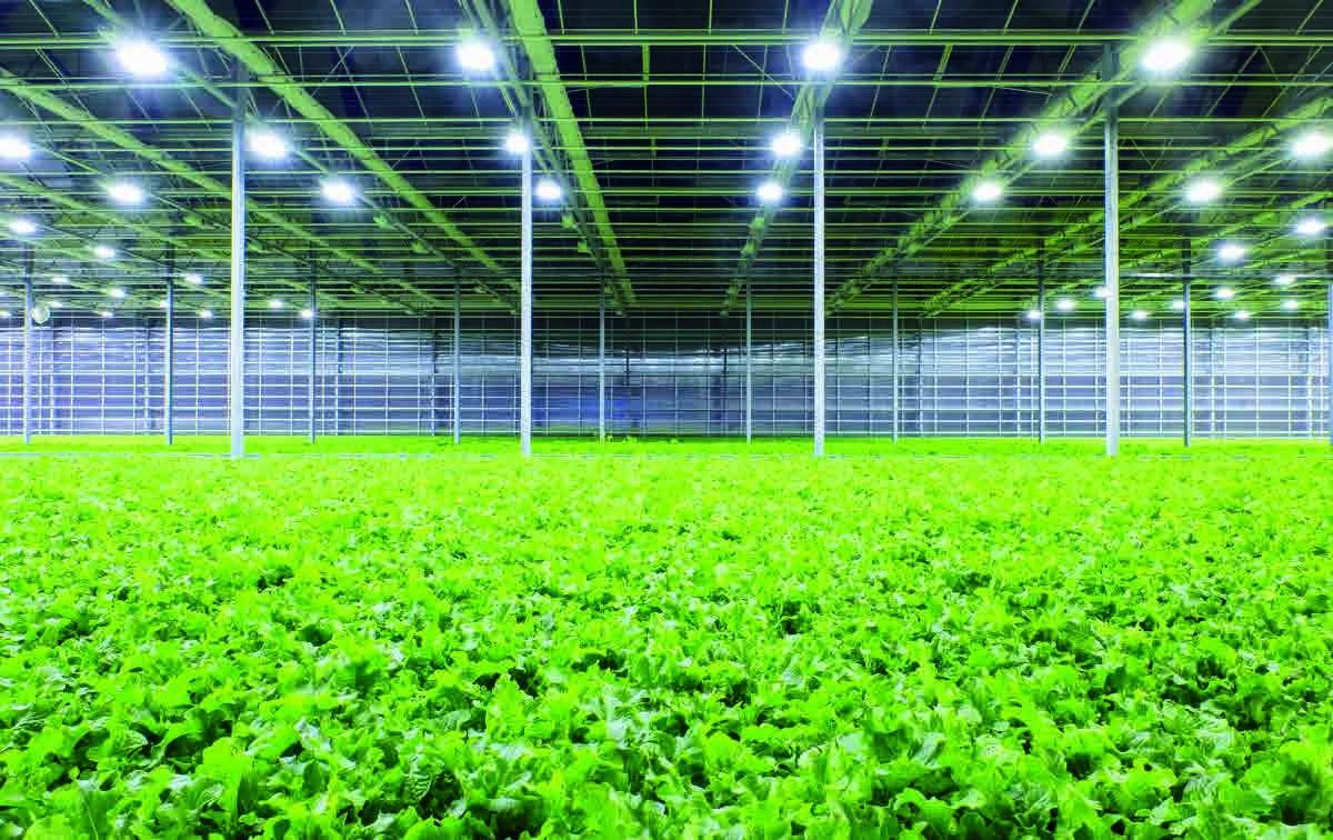 LED top-lighting over a commercial leafy-greens greenhouse